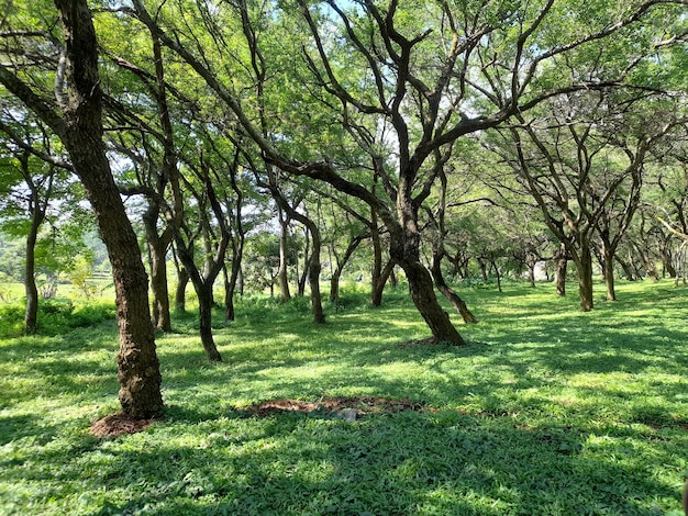 写真 公園の木々