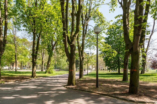 Фото Деревья в парке