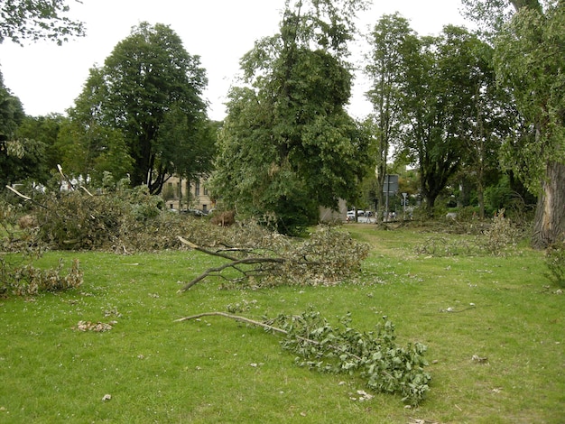 Фото Деревья в парке