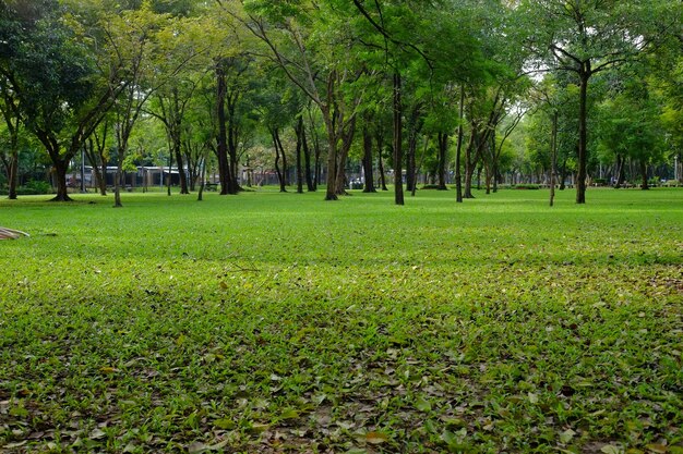 写真 公園の木々