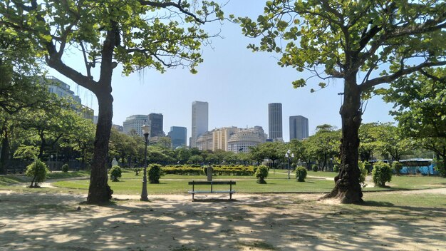 写真 公園の木