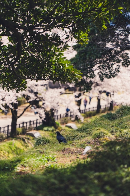 写真 公園の木々