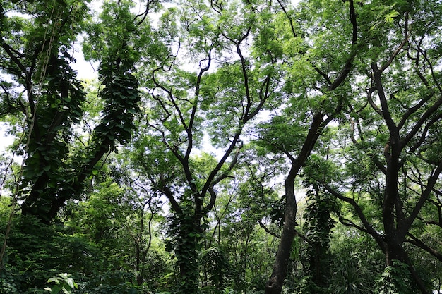 写真 公園の木々