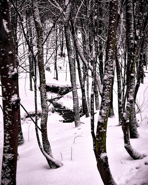사진 겨울에 나무
