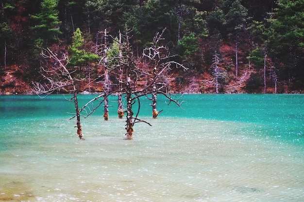 写真 水中の木