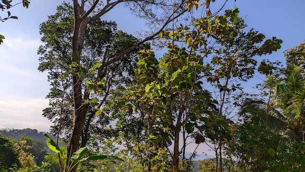 trees in Indonesia