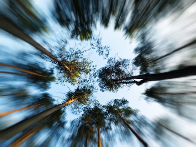 Trees into the sky motion abstraction