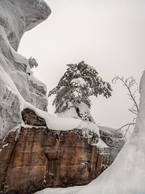 Trees is frozen and covered with snow