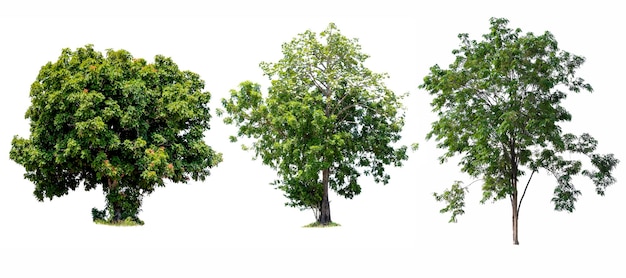 Alberi isolati su sfondo bianco alberi tropicali isolati utilizzati per la progettazione, pubblicità e architettura