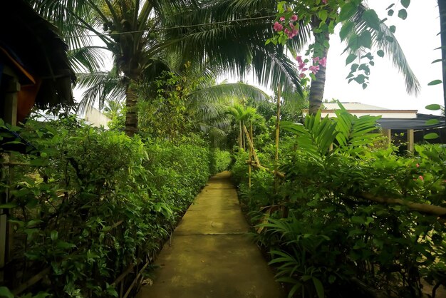 Trees in the jungle in Asia