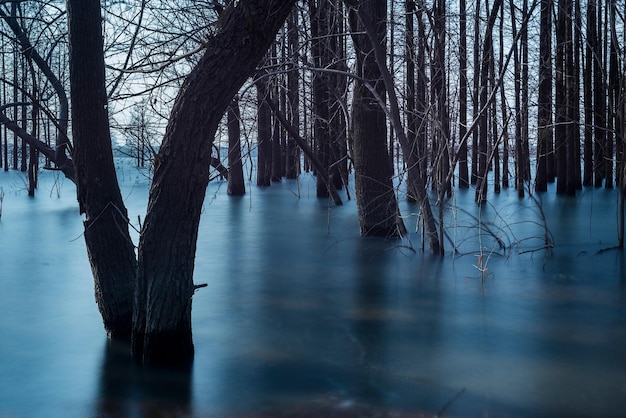 Foto alberi sul lago contro il cielo