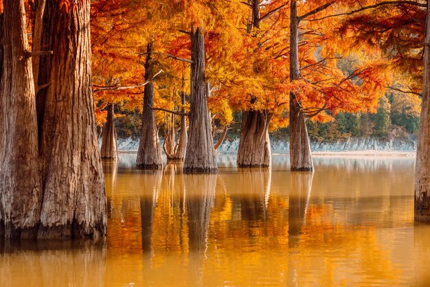Trees in lake during autumn
