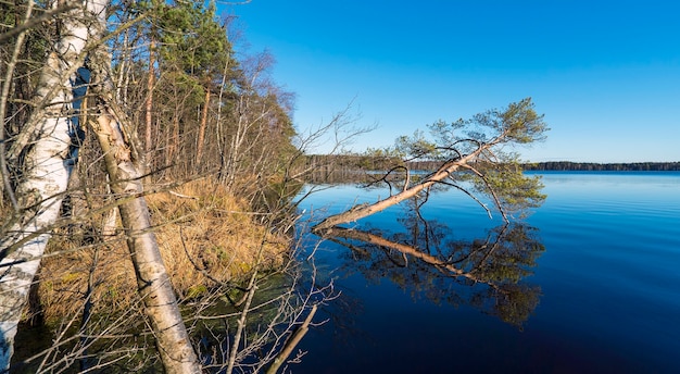 Trees on the lake shore are reflected in the mirror surface. Leningrad region.