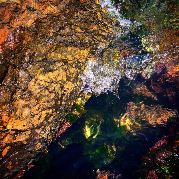 Foto alberi in un lago