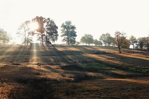 Photo trees on land against clear sky