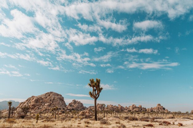 Foto alberi sulla terra contro il cielo