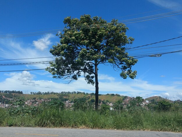 Trees on landscape against blue sky