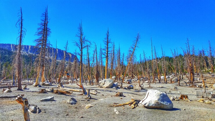 फोटो trees on landscape against blue sky