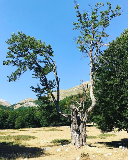 Foto alberi sul paesaggio contro il cielo blu