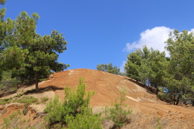 Trees on landscape against blue sky