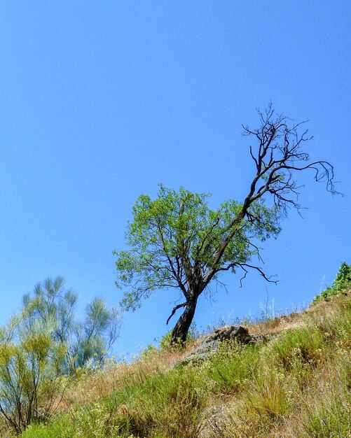 Trees on landscape against clear blue sky