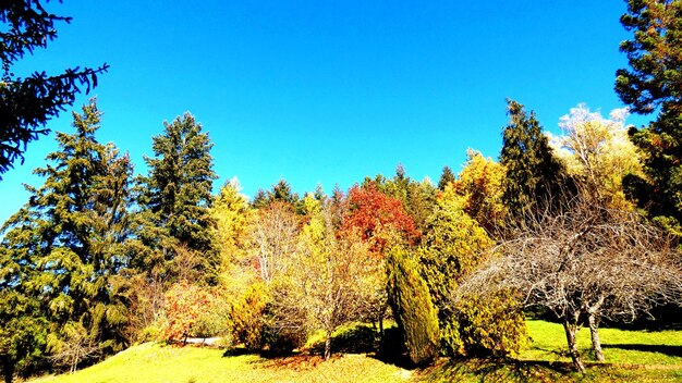 Trees on landscape against clear blue sky