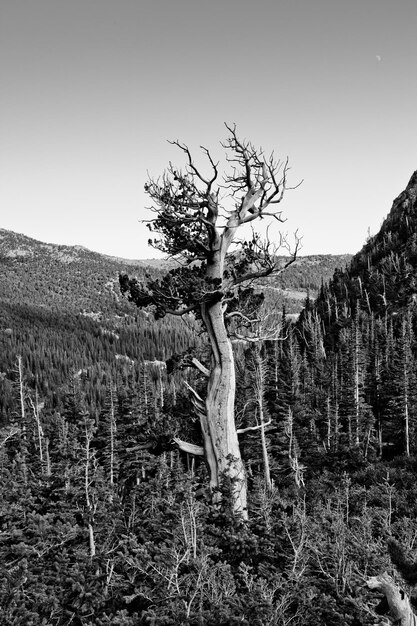 Trees on landscape against clear sky