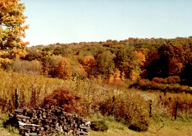 Photo trees on landscape against clear sky