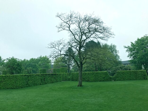 Trees on landscape against clear sky