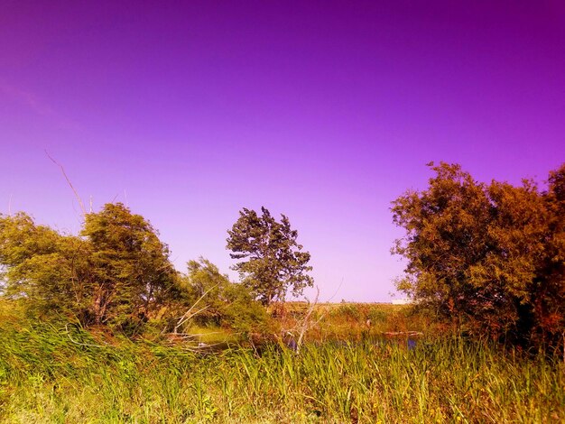 Trees on landscape against clear sky