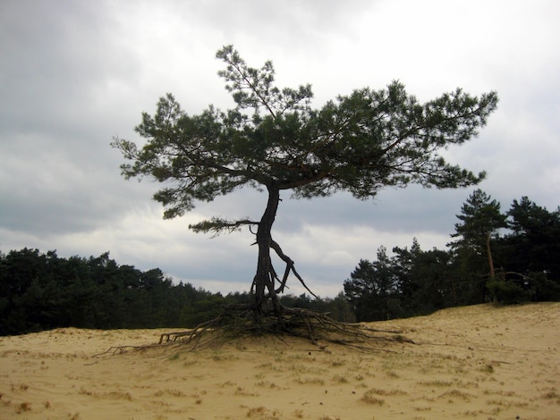 Foto alberi sul paesaggio contro un cielo nuvoloso