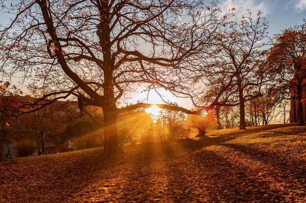 Trees on landscape against sky during autumn