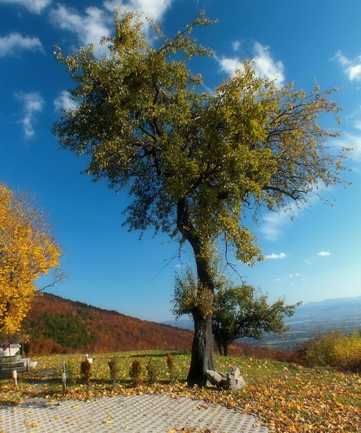 Trees on landscape against sky during autumn