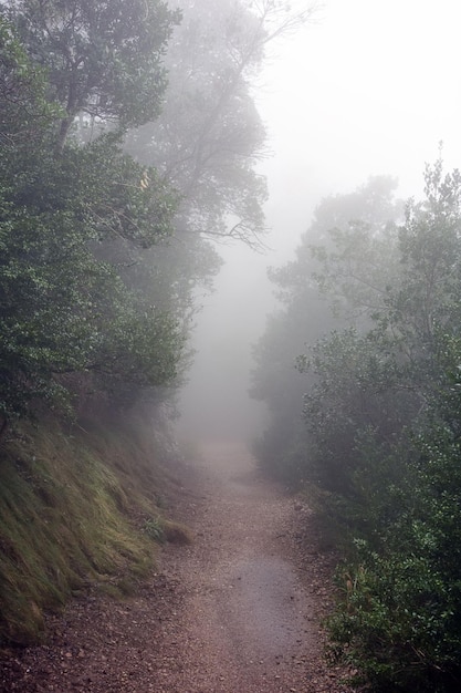 Photo trees on landscape against sky during foggy weather