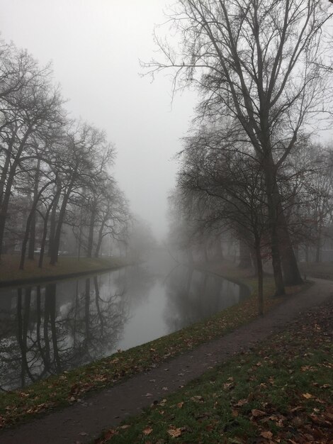 Photo trees on landscape against sky during foggy weather