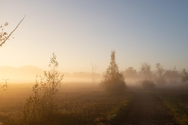 Foto alberi nel paesaggio contro il cielo durante il tramonto