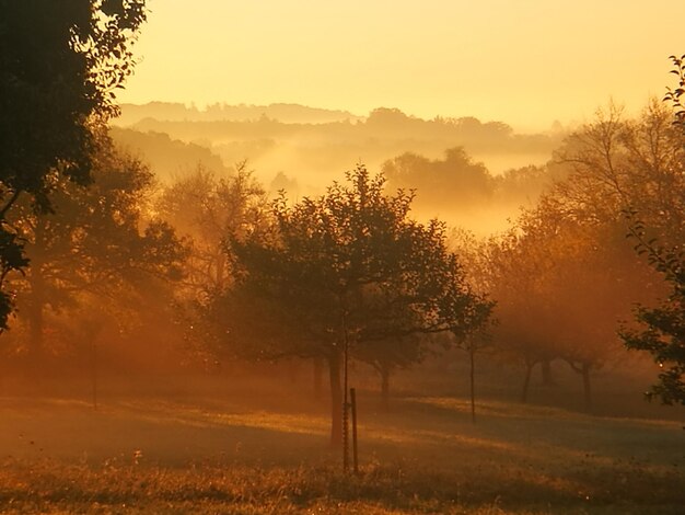 Trees on landscape against sky during sunset