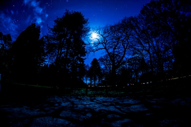 Photo trees on landscape against sky at night