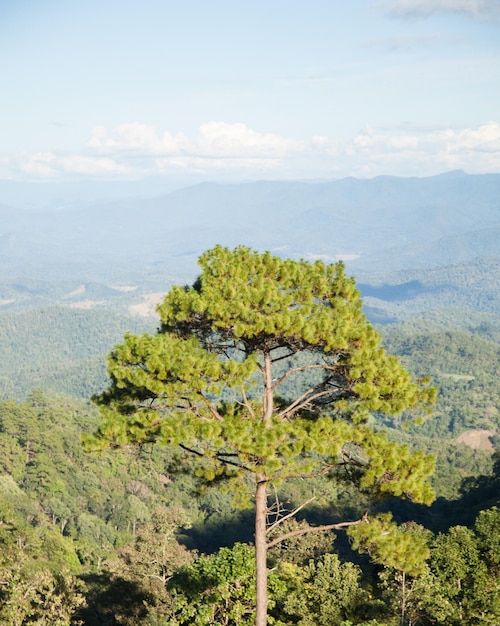 Foto alberi sul paesaggio contro il cielo