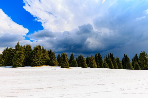 Trees on landscape against sky