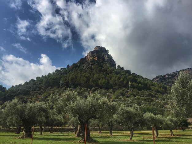 Foto alberi sul paesaggio contro il cielo