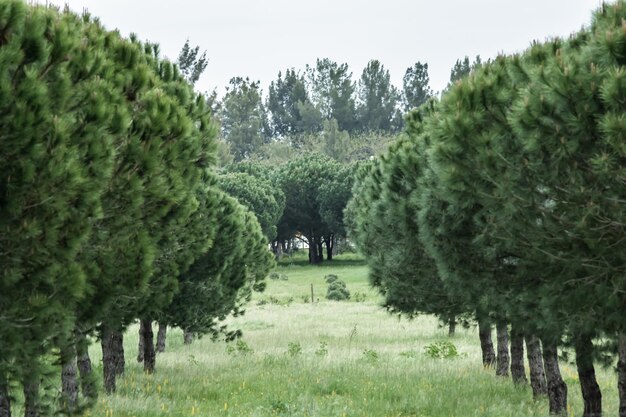 Trees on landscape against sky