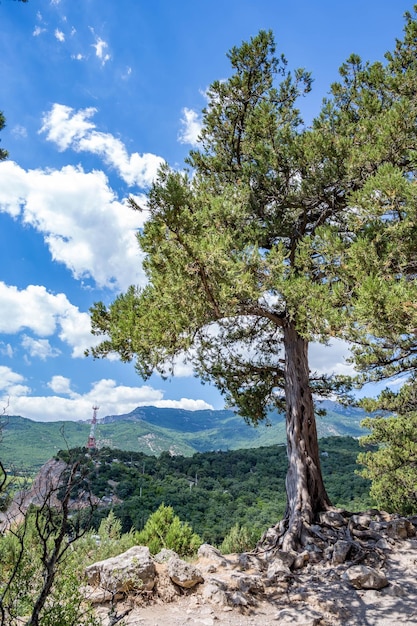 Trees on landscape against sky