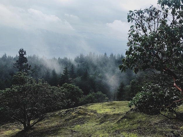 Trees on landscape against sky