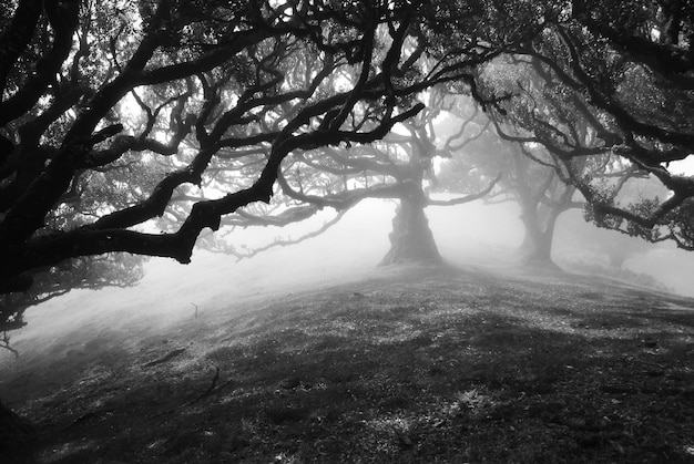 Foto alberi sul paesaggio contro il cielo