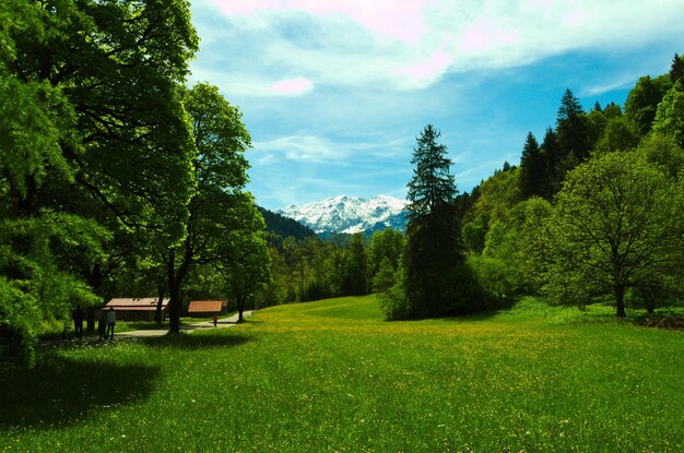 Trees on landscape against sky