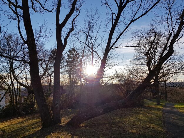 Trees on landscape against sky