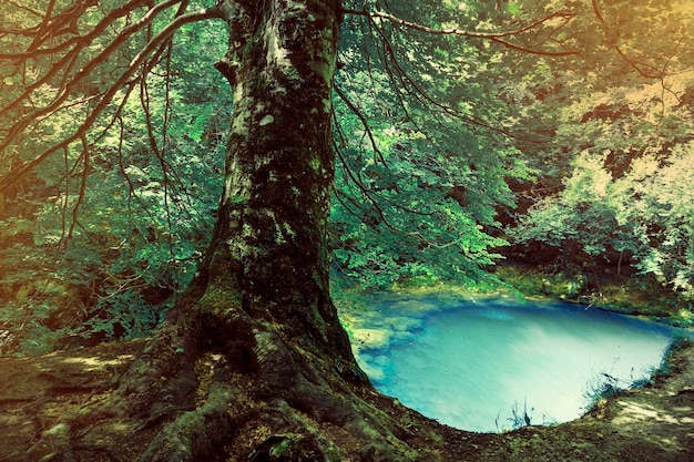 Foto alberi sul paesaggio contro il cielo