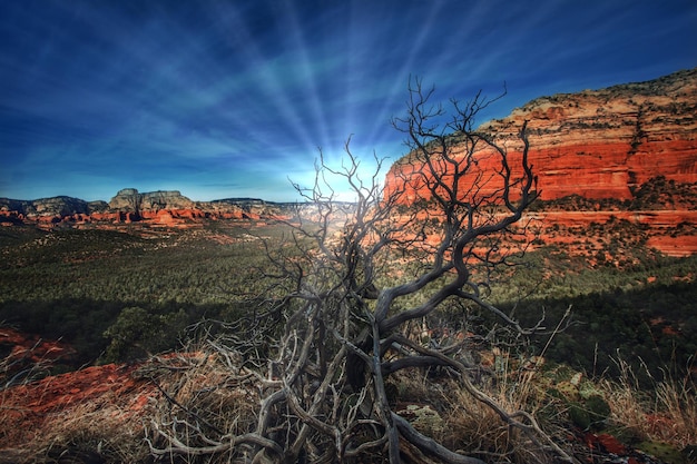 Foto alberi sul paesaggio contro il cielo