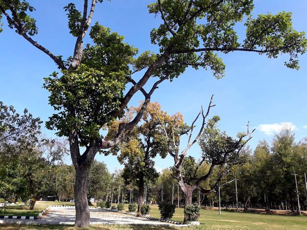 Trees on landscape against sky